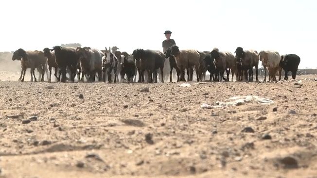 Rekordní sucho v Kazachstánu. Farmáři krmí dobytek i lepenkovým papírem
